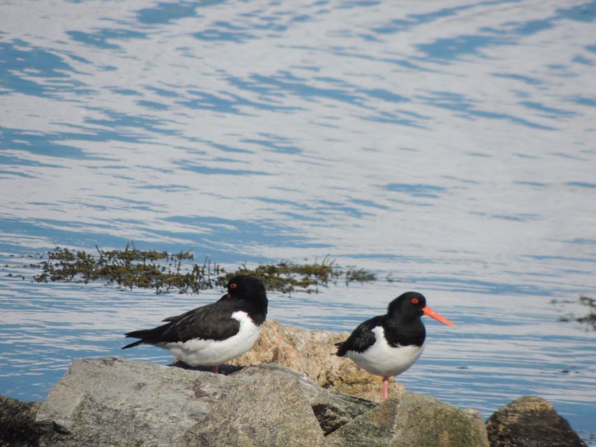 Tromso: All-Inclusive Arctic Fjords and Sommarøy Scenic Tour - The return drive: another set of views and more chances for surprises