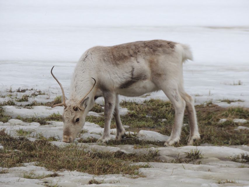 Tromso: All-Inclusive Arctic Fjords and Sommarøy Scenic Tour - Wildlife viewing: your best odds, and the reality check