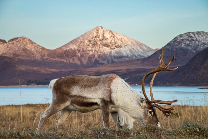 Tromsø: Arctic Landscapes Hiking / Snowshoeing Tour in the wild - Photos included: how Arctic Photo Guide helps you remember it