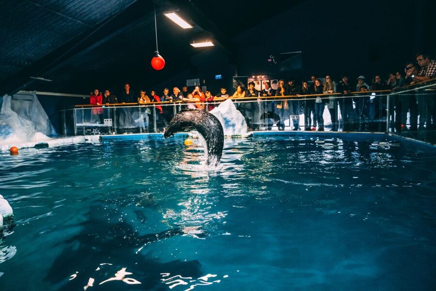 Tromsø: Entrance Ticket to Polaria - Aquarium time: what to see in the tanks (and why size matters)