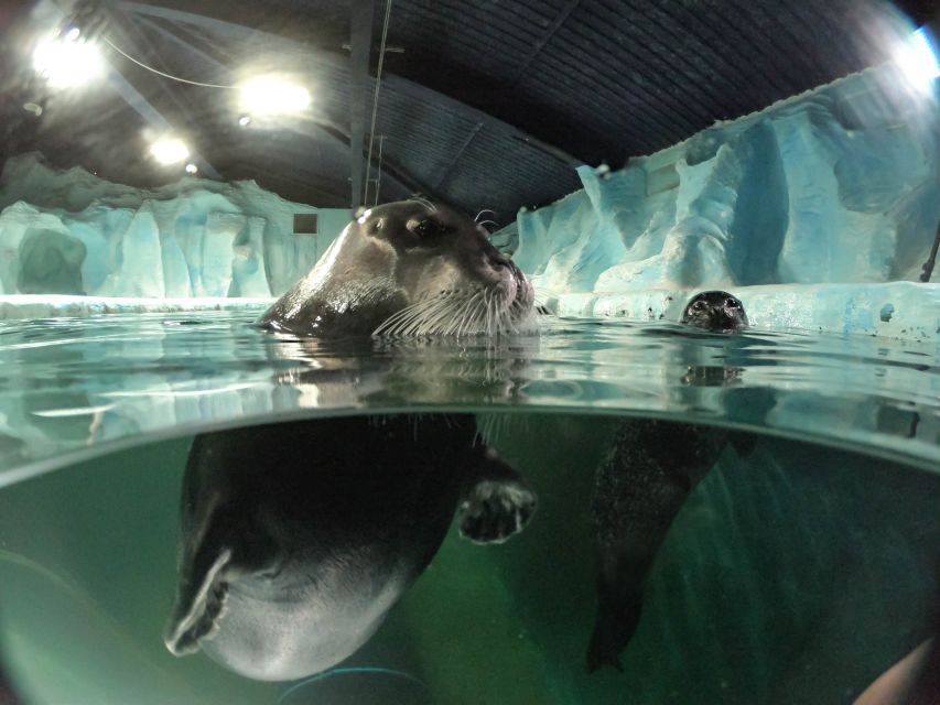 Tromsø: Entrance Ticket to Polaria - Bearded seals up close, plus harbor seals and daily training