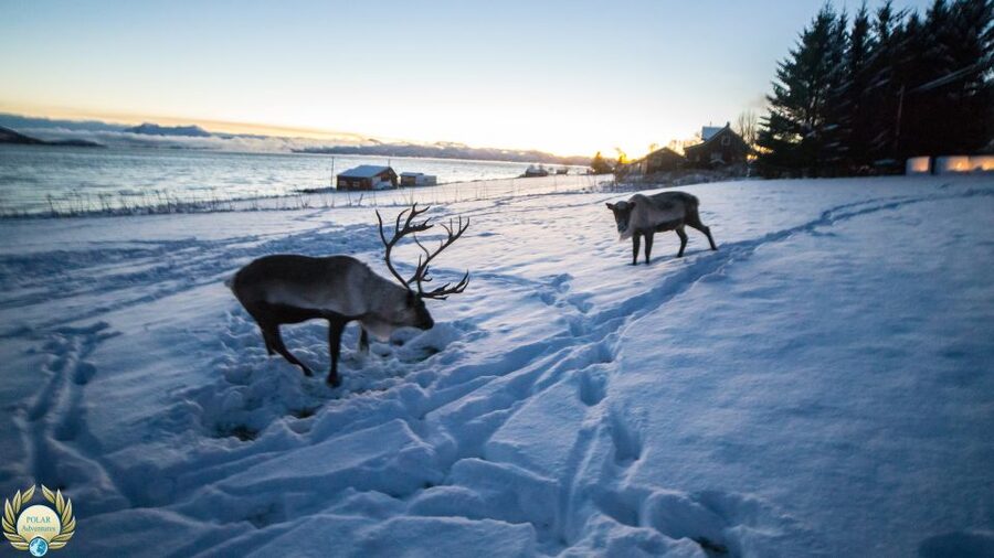 Tromsø: Exclusive Fjord Adventure by Bus - Who This Bus Tour Fits Best (And Who Should Skip It)