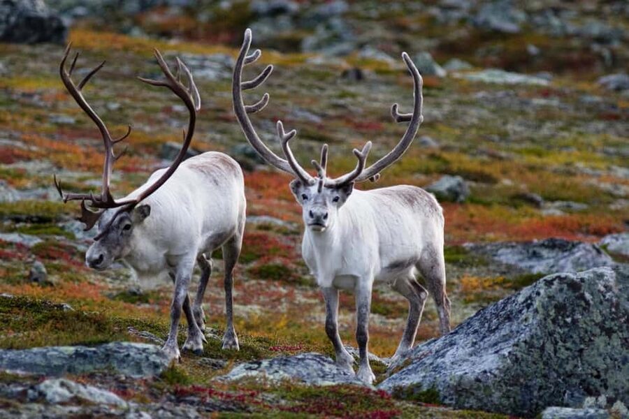 Tromso: Fjord Arctic Adventure Expedition - Key Highlights You Will Feel Immediately