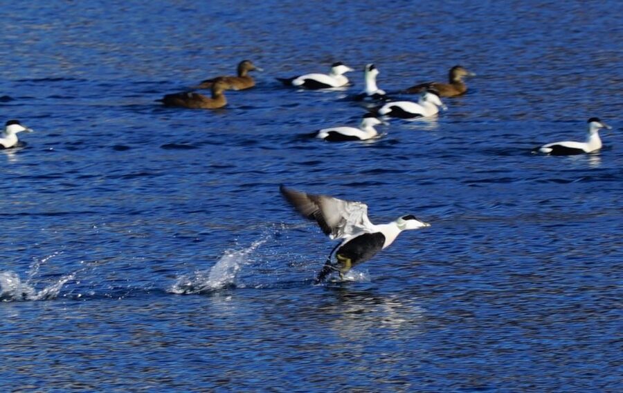 Tromsø: Fjord Cruise by Luxury Yacht - Price and value: is $236 per person fair?