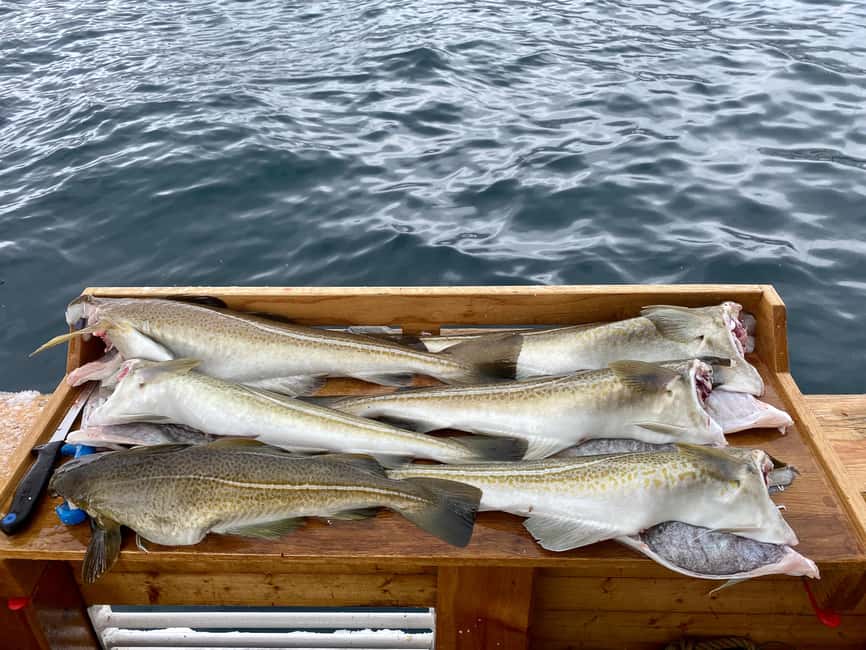 Tromsø: Fjord Fishing Cruise - How Fjord Fishing Actually Works on This Cruise