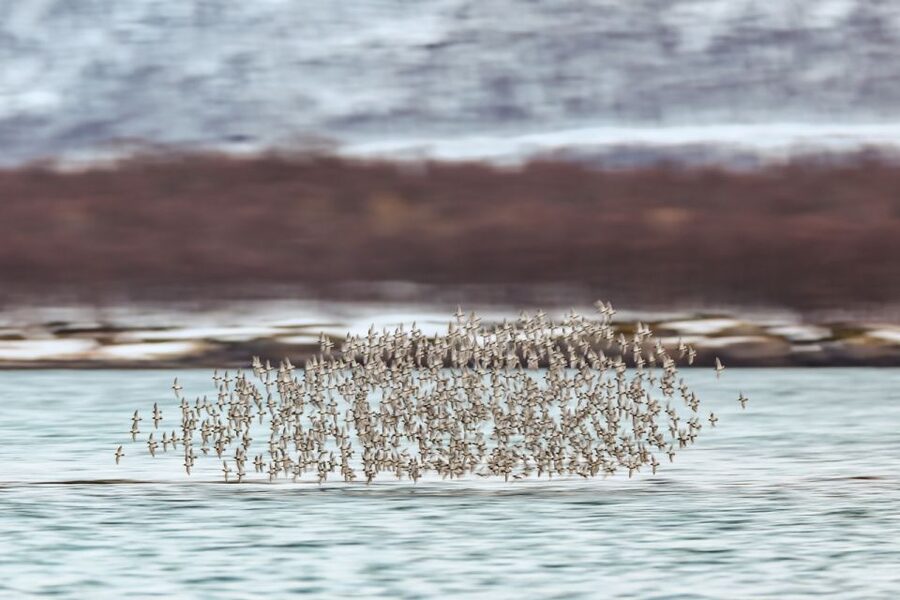 Tromsø: Fjord History Cruise with Snack and Drinks - Who should book, and who should think twice