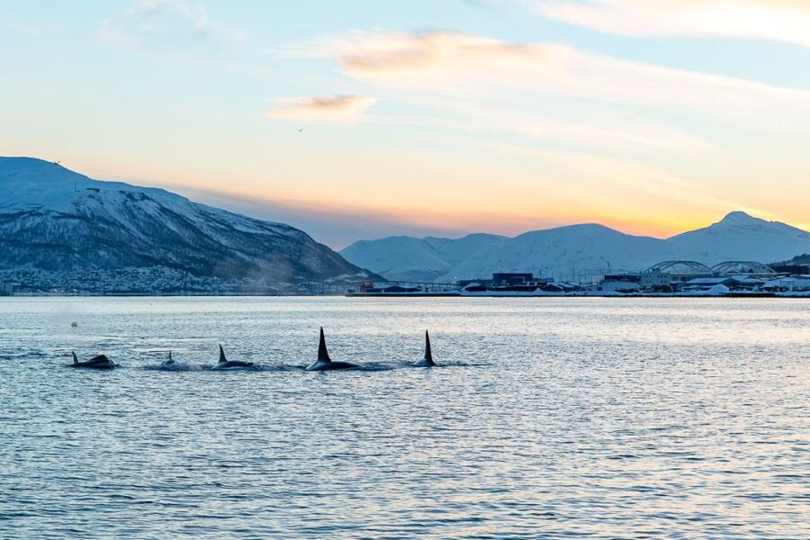 Tromsø: Fjord History Cruise with Snack and Drinks - Hermes II: why this Tromsø cruise feels more human