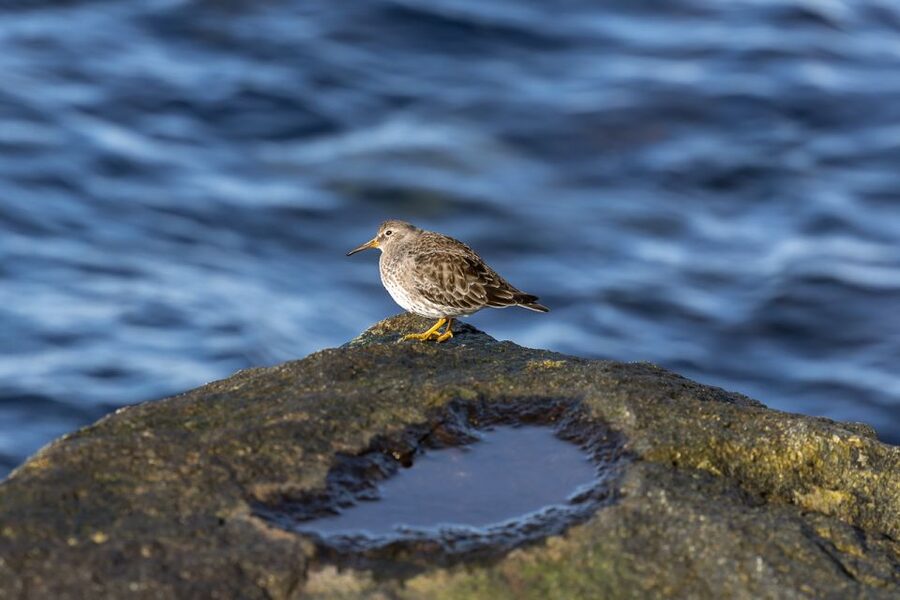 Tromsø: Fjord History Cruise with Snack and Drinks - Wildlife spotting: how eagles, seals, and reindeer fit into the experience