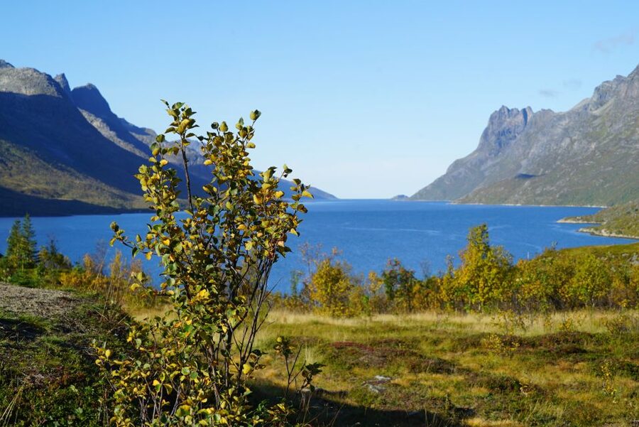 Tromsø: Fjord Sightseeing in a Tesla X Luxury Electric Car - Why This Tromsø Fjord Tour Feels Different From the Usual Drive-By