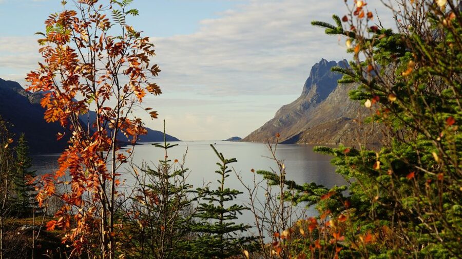 Tromsø: Fjord Sightseeing in a Tesla X Luxury Electric Car - Kvaløya Island: Where the Coast Opens Up