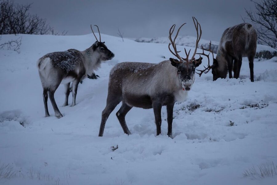 Tromsø: Fjords & Beaches Tour with Campfire and Arctic Food - Getting to Kvaløya and the Fjords without the Big-Bus Vibe