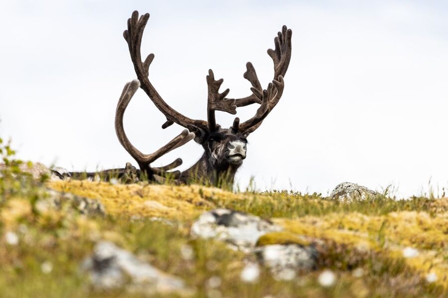 Tromso: Guided Fjord Expedition in Kvaløya with Light Lunch - Wildlife odds: what’s possible, what’s not guaranteed