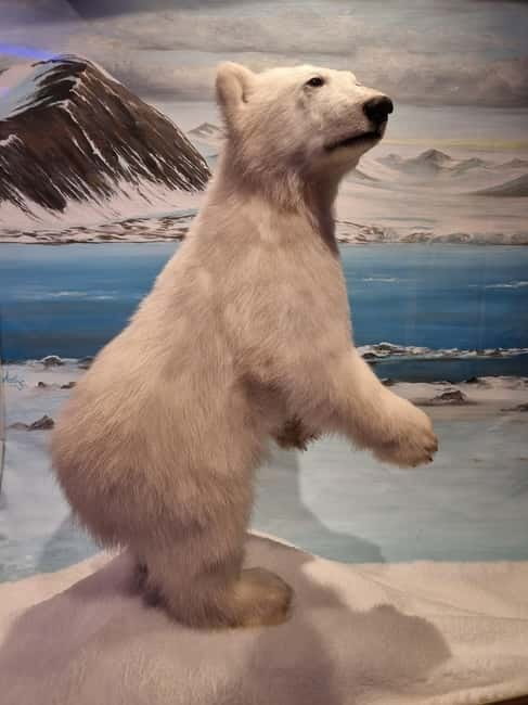 Tromsø: Guided Polar Bear Walk incl. Polaria & Polar Museum - Key highlights worth your time