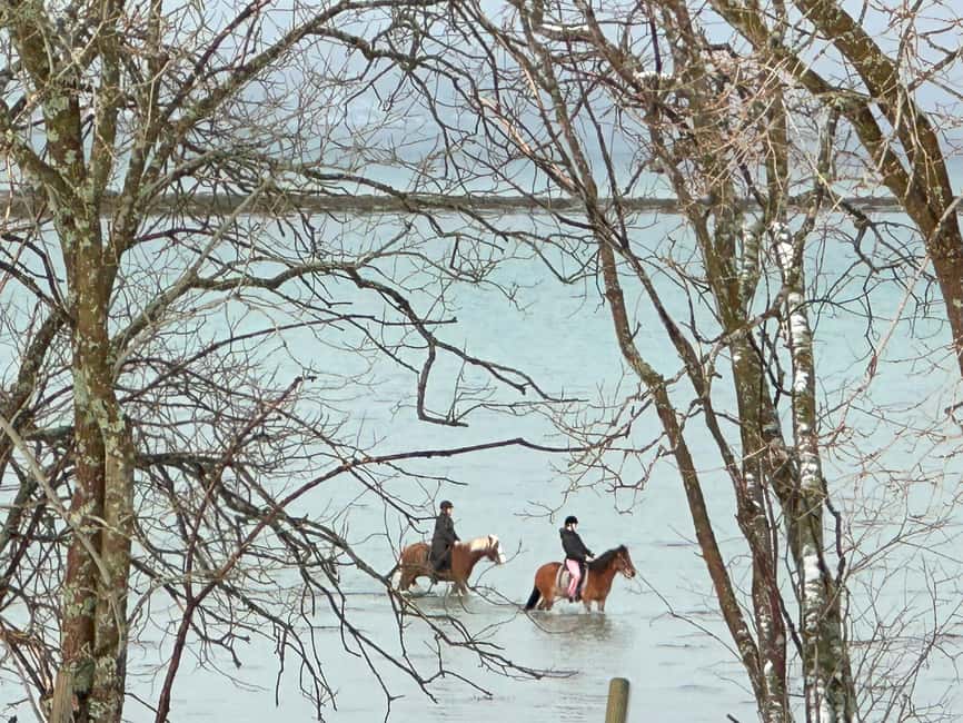 Tromsø: Horseback Riding Tour - Winter versus summer on Kvaløya, snow changes what you see