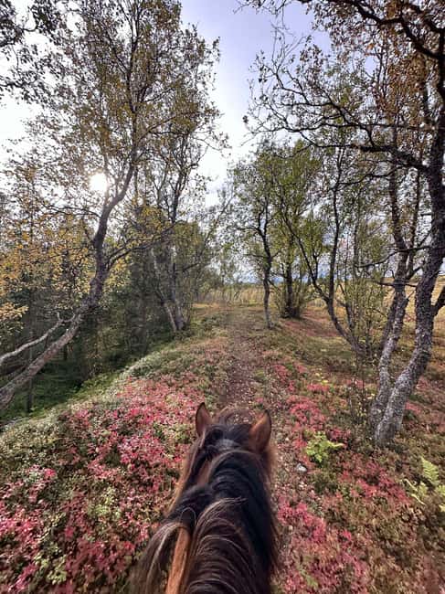Tromsø: Horseback Riding Tour - How the 2 hours works, and what you pay for