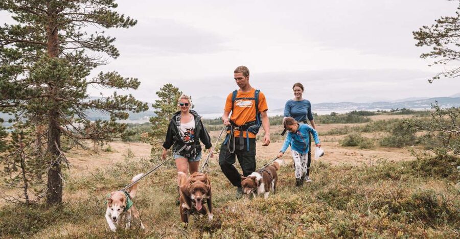 Tromsø: Husky Hike and Puppy Visit with Traditional Lunch - Key highlights