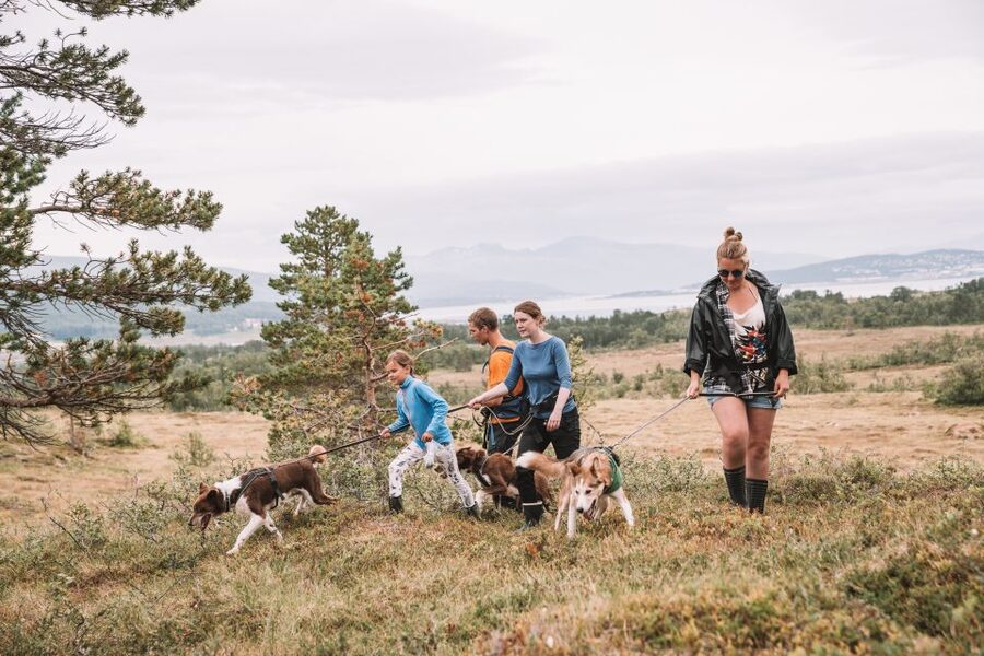 Tromsø: Husky Hike and Puppy Visit with Traditional Lunch - About the hike: fjords, mountains, and getting pulled by the pack