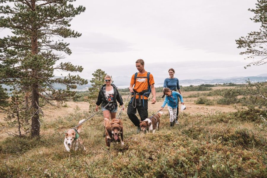 Tromsø: Husky Hike and Puppy Visit with Traditional Lunch - Price and value: what you get for $146 and why it can be a solid deal