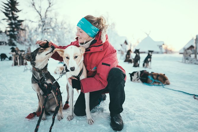 Tromso Husky Self-Drive Sledding with Cake and Drink in Lavvu - Why Self-Drive Husky Sledding in Tromsø Feels So Personal