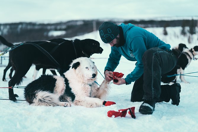Tromso Husky Self-Drive Sledding with Cake and Drink in Lavvu - Price and Value: What $361.68 Covers (and Why It Adds Up)