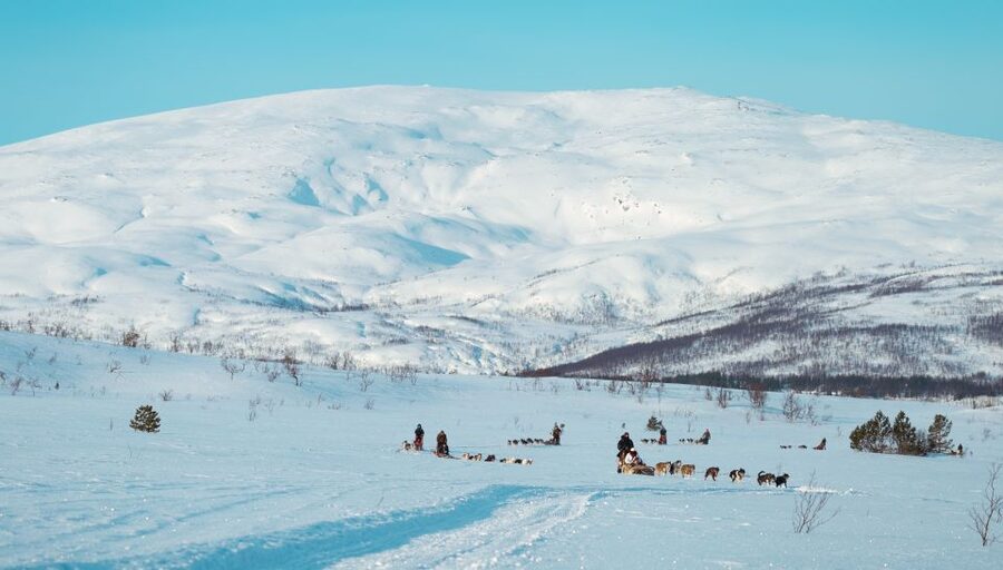 Tromsø: Husky Sled Self-Drive with Traditional Lunch - Key Highlights You Will Feel Immediately