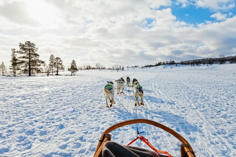 Tromsø: Husky Sled Self-Drive with Traditional Lunch - Should You Book This Tromsø Husky Self-Drive?