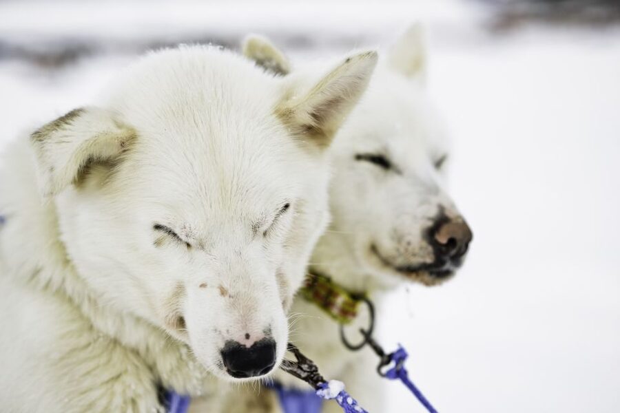 Tromsø: Husky Sled Self-Drive with Traditional Lunch - Why This Tromsø Husky Sled Self-Drive Feels More Authentic Than a Ride