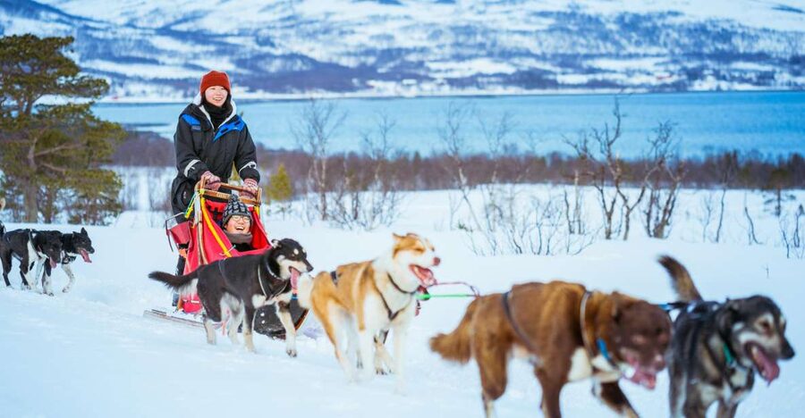 Tromsø: Husky Sled Self-Drive with Traditional Lunch - Outfitting and Instruction: The Moment You Go From Curious to Competent
