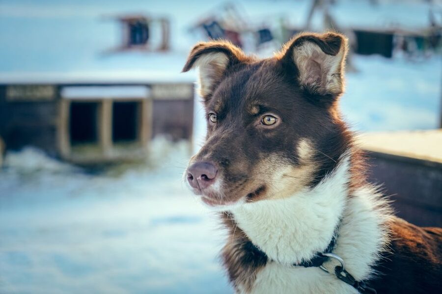 Tromsø: Husky Sled Self-Drive with Traditional Lunch - Helping With Pushes, Meeting the Fitness Reality, and Staying Comfortable