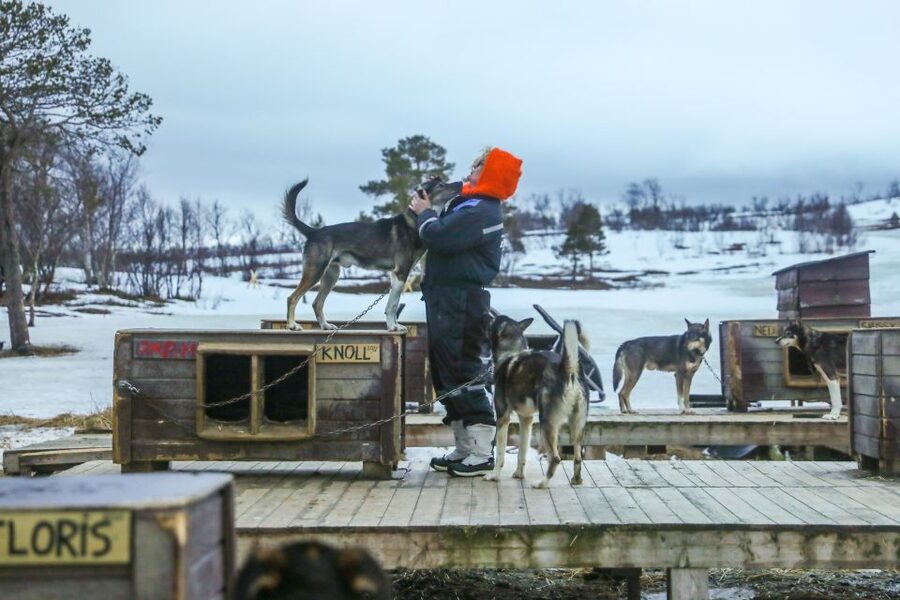 Tromsø: Husky Sled Self-Drive with Traditional Lunch - Price and Value: Is $282 Worth It?