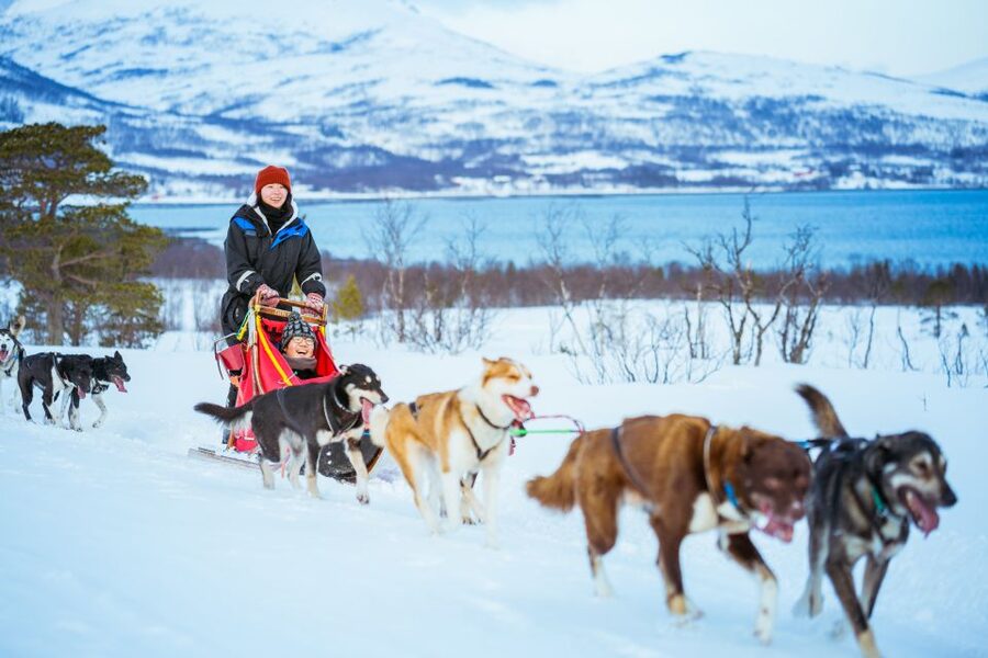Tromsø: Husky Sled Self-Drive with Traditional Lunch - Who Should Book, and Who Should Skip
