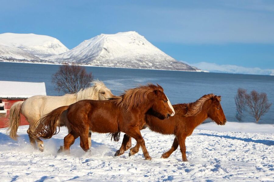 Tromsø: Lyngen Horse Stud Farm Visit - Key things you should know before you go