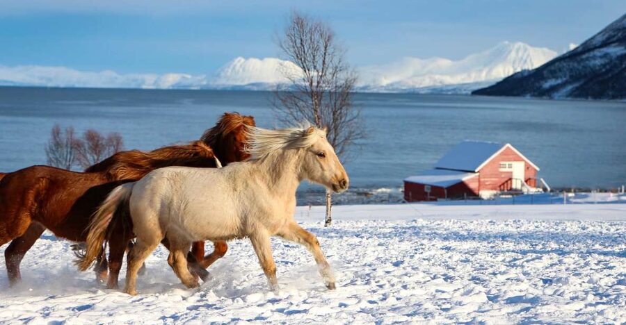 Tromsø: Lyngen Horse Stud Farm Visit - Lyngen horses at Tromsø Lyngshest: a farm visit with real personality