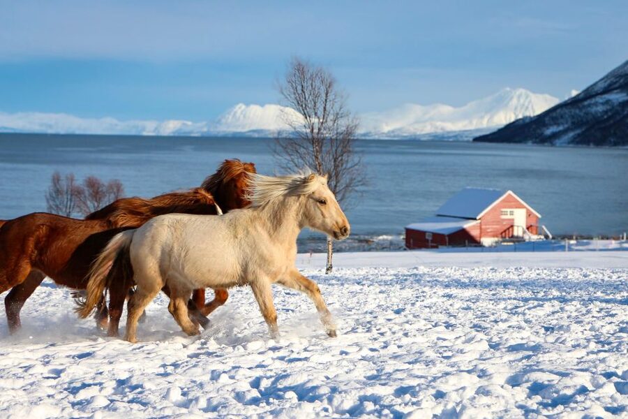 Tromsø: Lyngen Horse Stud Farm Visit - The 2-hour rhythm: guided tour, viewpoints, then horse time