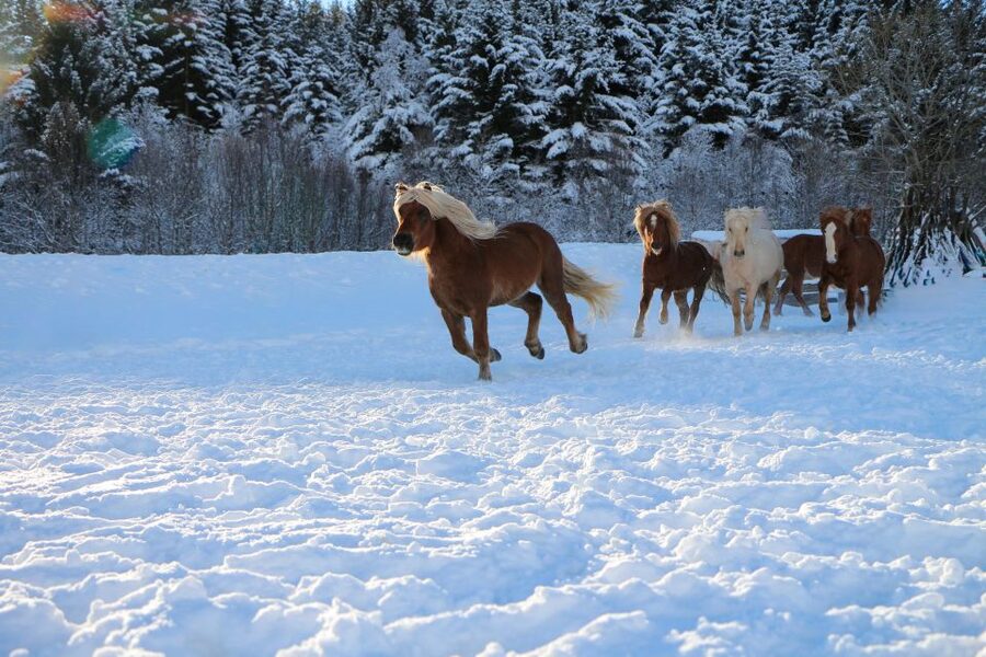 Tromsø: Lyngen Horse Stud Farm Visit - Who this tour suits best (and who should pick something else)