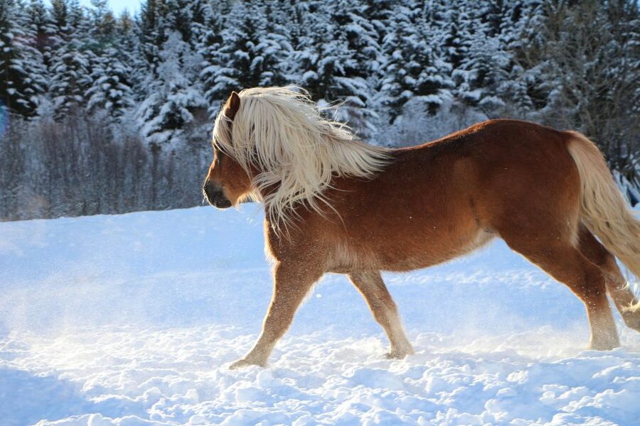 Tromsø: Lyngen Horse Stud Farm Visit - Where you’ll meet (and how to not miss the farm)