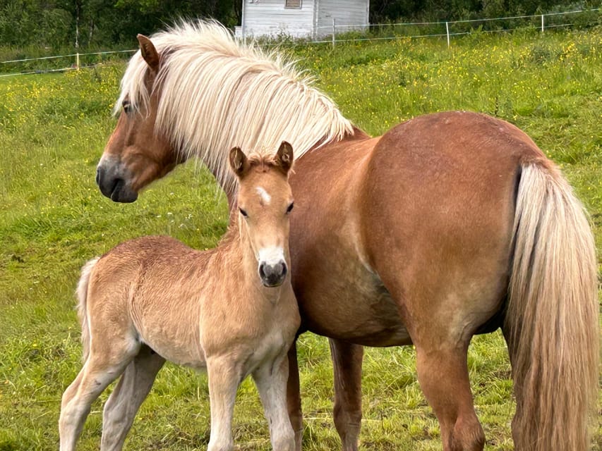 Tromsø: Lyngen Horse Summer Riding Experience - Key highlights to know before you go