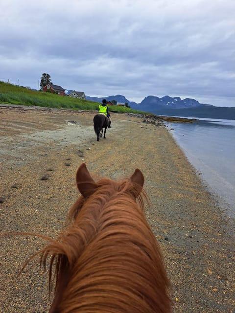 Tromsø: Lyngen Horse Summer Riding Experience - The Lyngen Horse and why this ride feels different in Tromsø