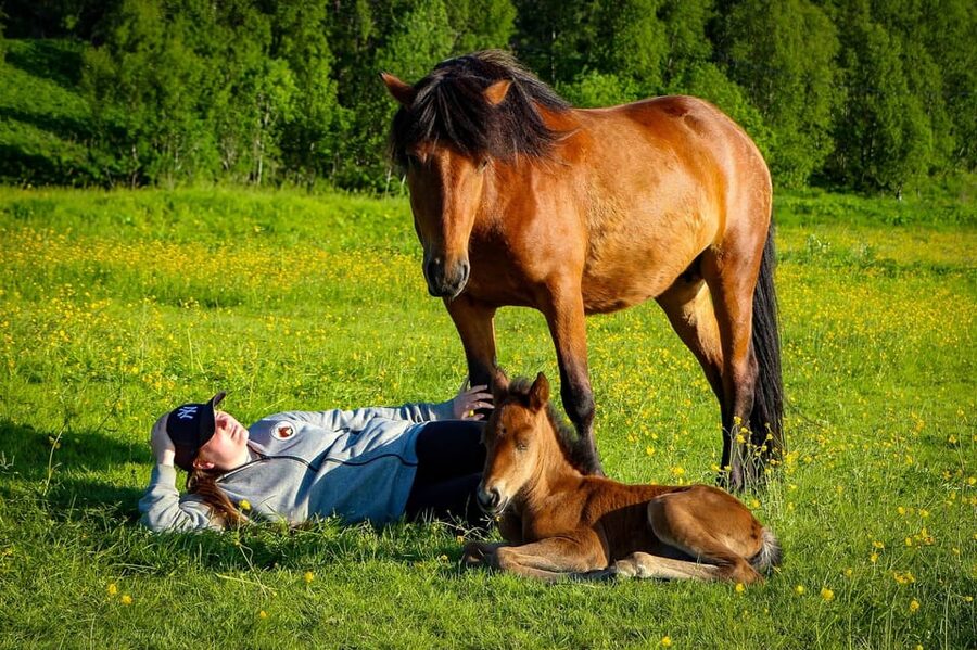 Tromsø: Lyngen Horse Summer Riding Experience - Price and value in plain numbers