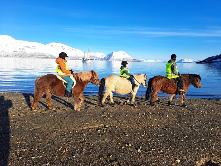Tromsø: Lyngen Horse Summer Riding Experience - Who this is perfect for, and who should skip it