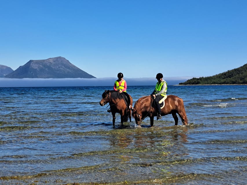 Tromsø: Lyngen Horse Summer Riding Experience - What happens on the farm before you ride