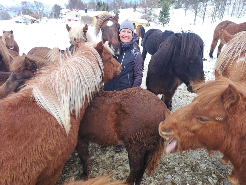 Tromsø: Lyngen Horse Winter Riding Experience - Why Lyngen Horse Winter Riding Feels More Norwegian Than Typical Tours