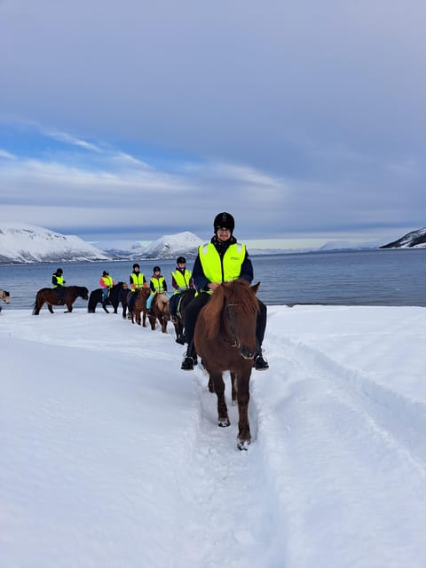 Tromsø: Lyngen Horse Winter Riding Experience - After the Ride: Thanking Your Horse With Snack and Warm Drinks