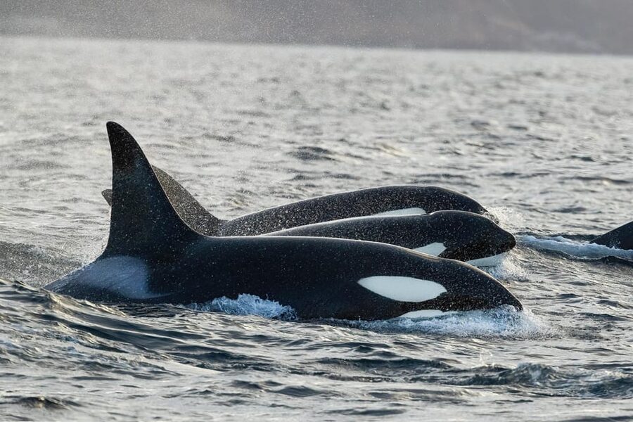 Tromsø: Orca and Whale Watching comfort heated boat Trip - Key highlights that matter (not just nice on paper)