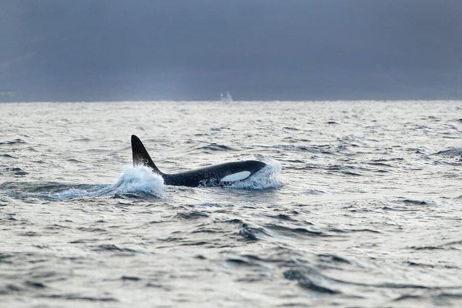 Tromsø: Orca and Whale Watching comfort heated boat Trip - Tromsø to Skjervøy: the long road to the Barents Sea action