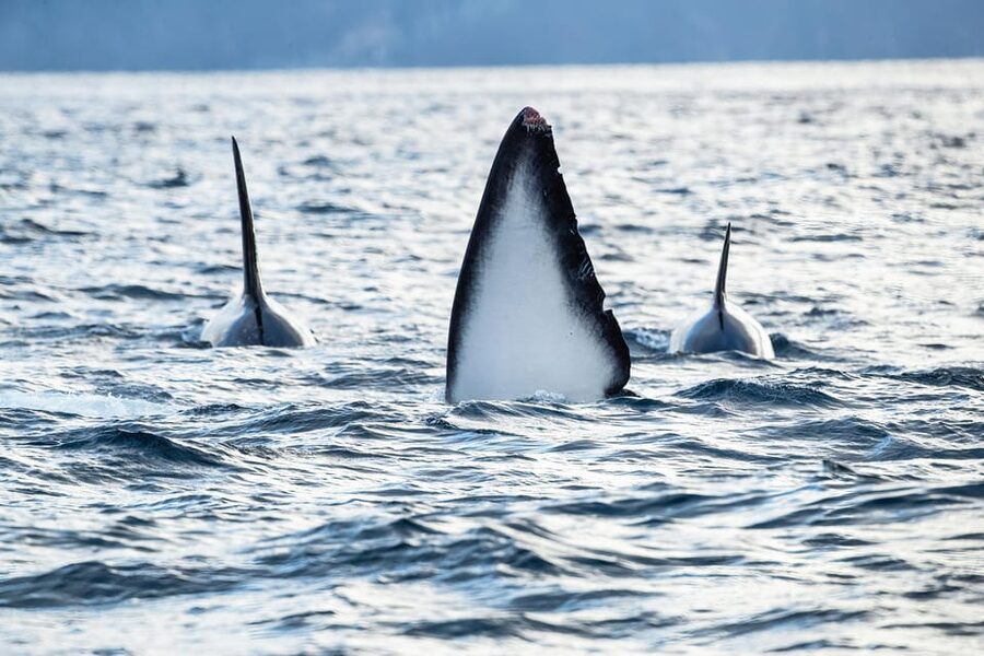 Tromsø: Orca and Whale Watching comfort heated boat Trip - Booking value: why $373 can be fair for this exact setup