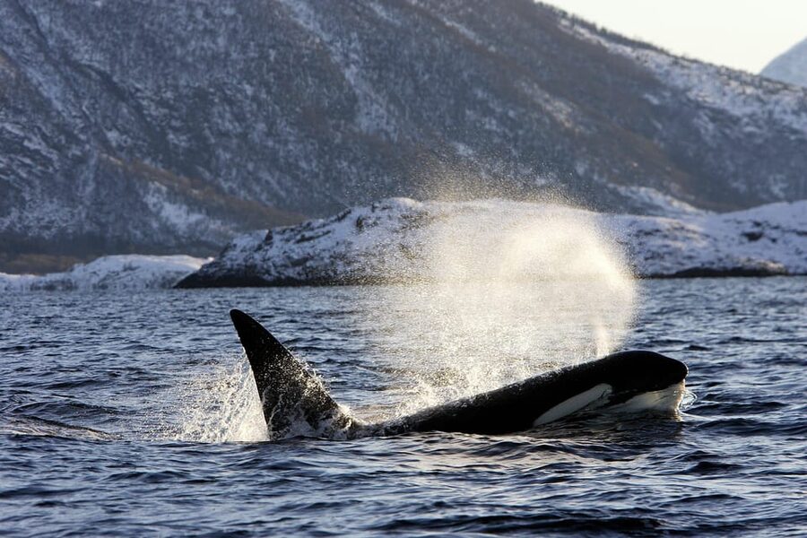 Tromsø: Orca and Whale Watching comfort heated boat Trip - Packing and comfort tips for your Arctic camera kit