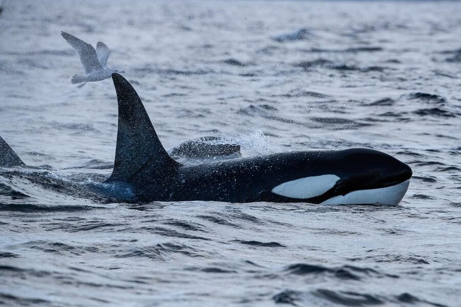 Tromsø: Orca and Whale Watching comfort heated boat Trip - Should you book this heated orca safari?