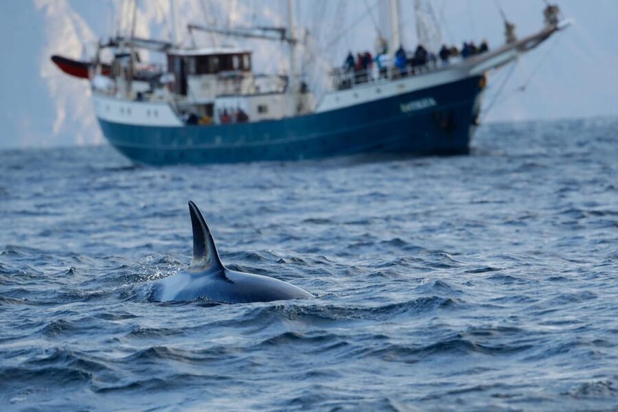 Tromsø: Orca and Whale Watching comfort heated boat Trip - A heated, covered boat that actually helps your photos