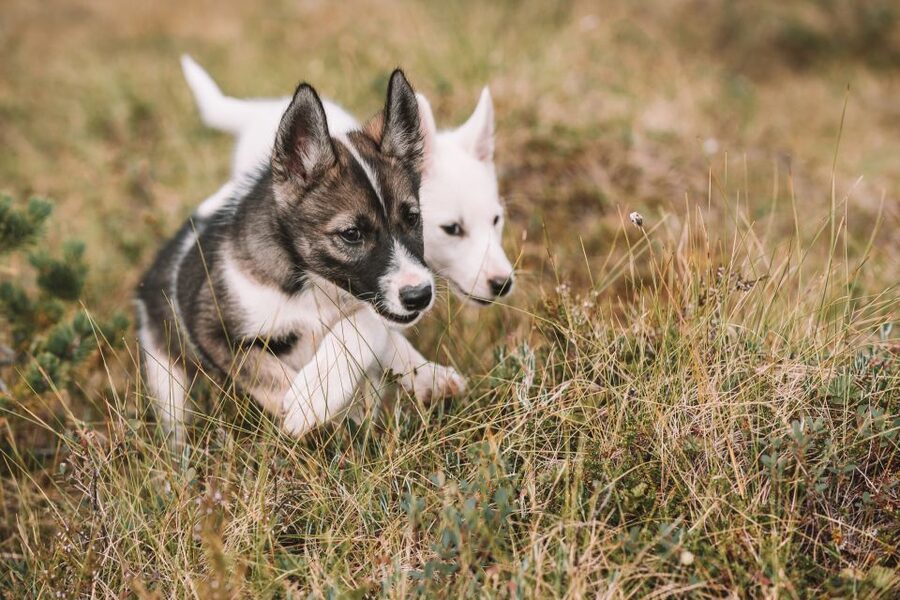 Tromsø: Puppy Training at the Husky Kennel with Lunch - Puppy teamwork training, not a photo stop